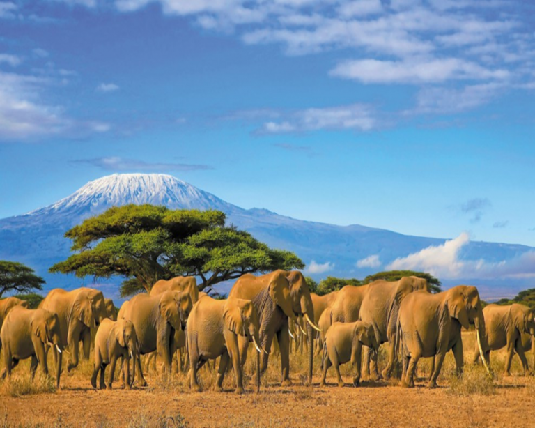 Tourisme au Kenya : comment se rendre dans le pays ?